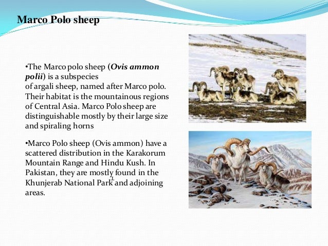 How to Protect Endangered Animal Essay - Words endangered animals essay